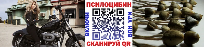 Псилоцибиновые грибы Psilocybine cubensis  наркошоп  Удачный 